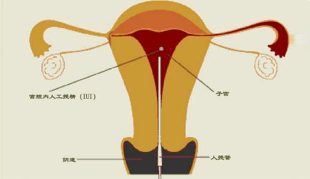 男性生育功能