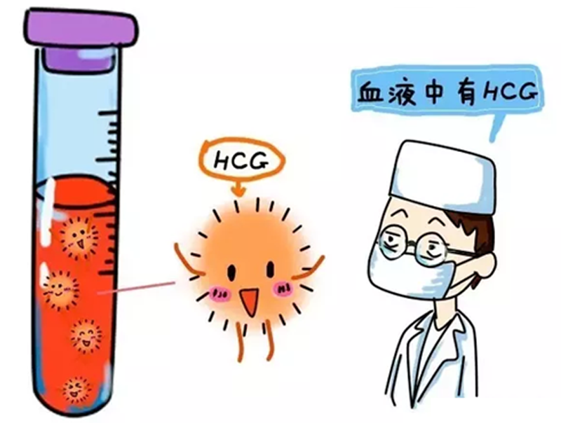男性孕检