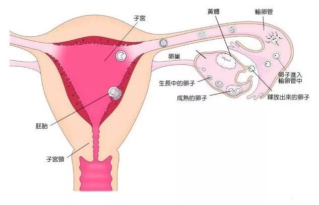 男性不育