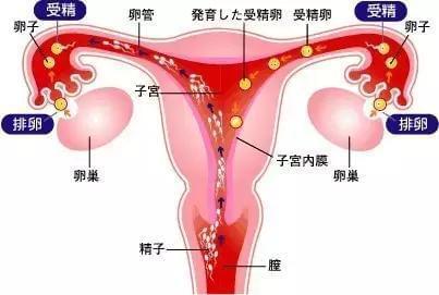 男性不育