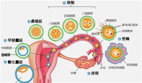 移植后着床