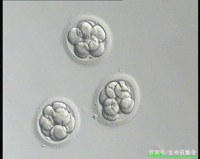 移植第八天测出一深一浅是否怀孕