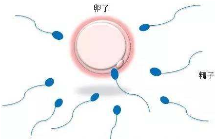 冻胚着床成功