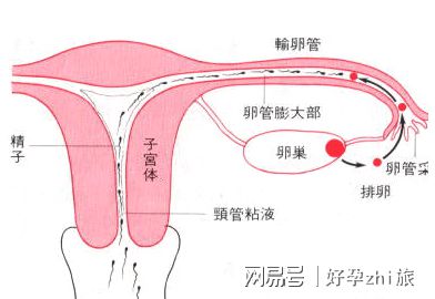 移植囊胚
