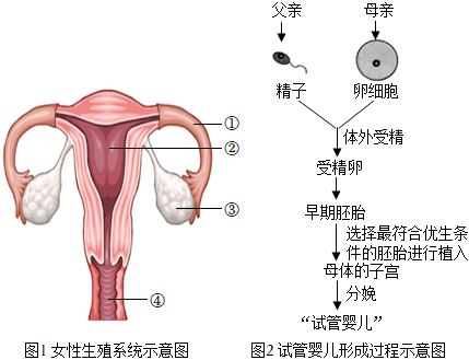 移植后着床成功